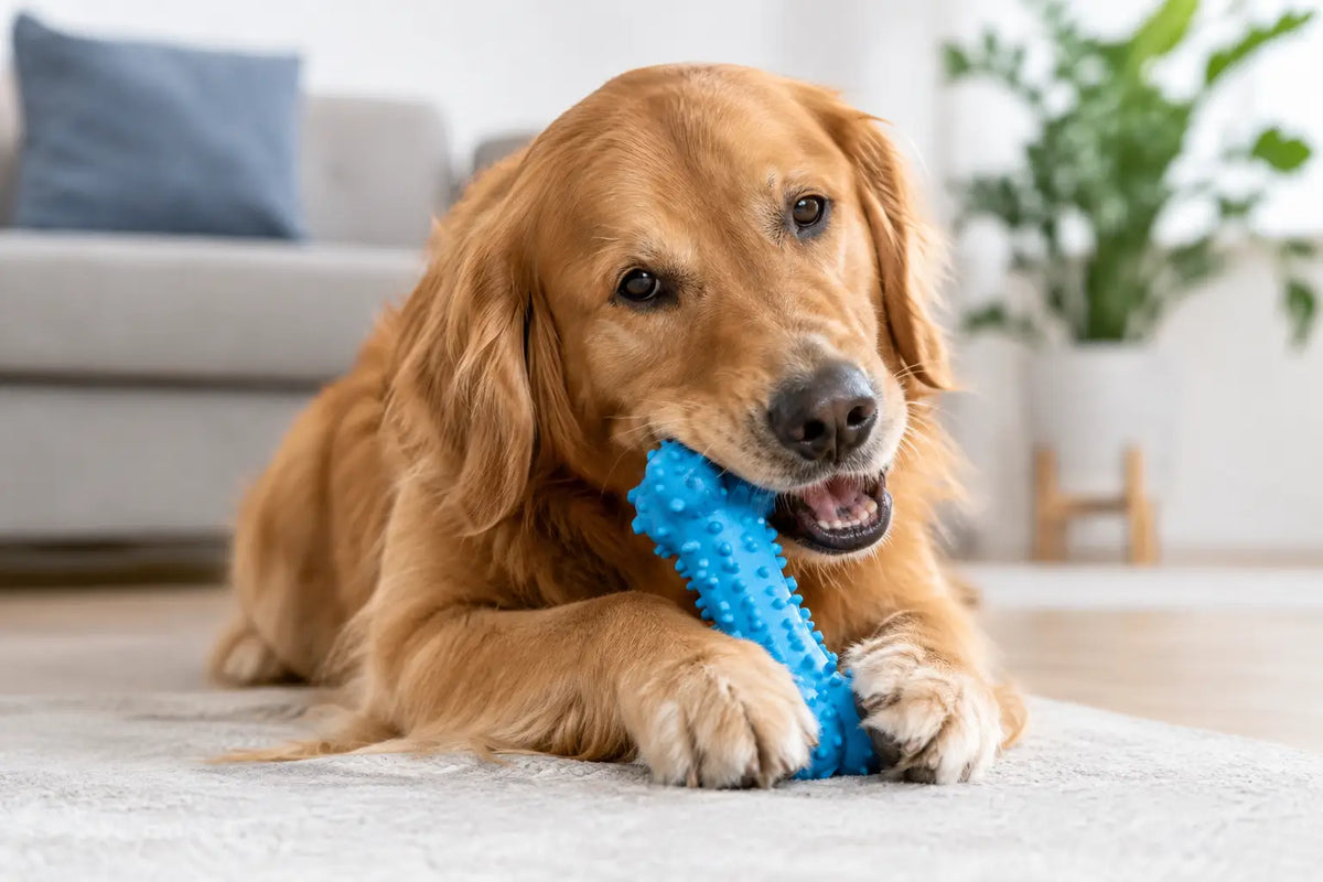 Best Chew Toys for Dogs That Love to Chomp