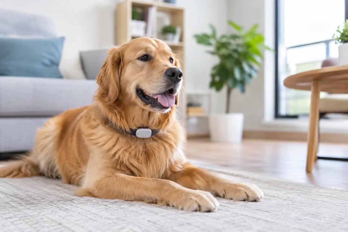 Can Pet Trackers Work Indoors? What to Know