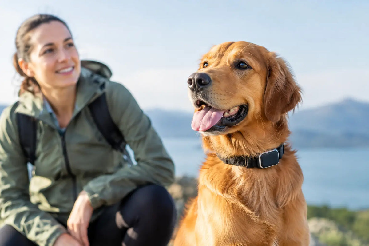Wearable Pet Location Reviews: What Matters Most
