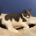 Shaggy Plush Ferret Interactive Rattle and Catnip Fuzzy Toy for Indoor Cats and Kittens Large Size 11 Inches Perfect for Pounci